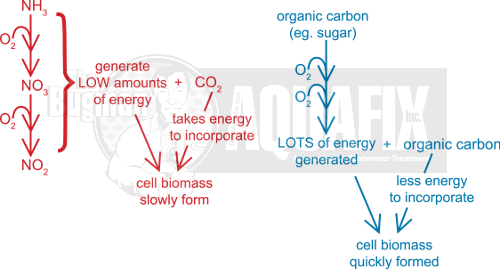 Ammonia Removal from Wastewater - Restore Nitrification