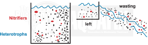 Wastewater Retention Time_Nitrifier