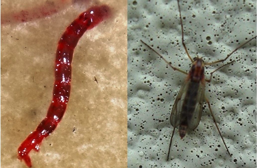 Los quironómidos y sus larvas: Elimínalos hoy