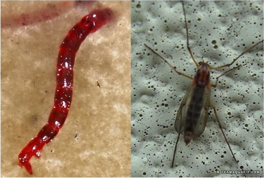 Midge fly & red worm