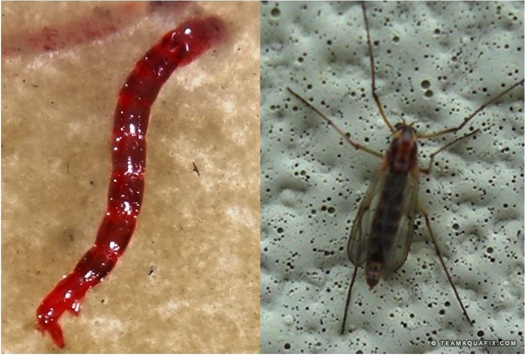 midge larvae in water