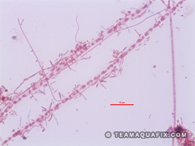 wastewater solutions filaments