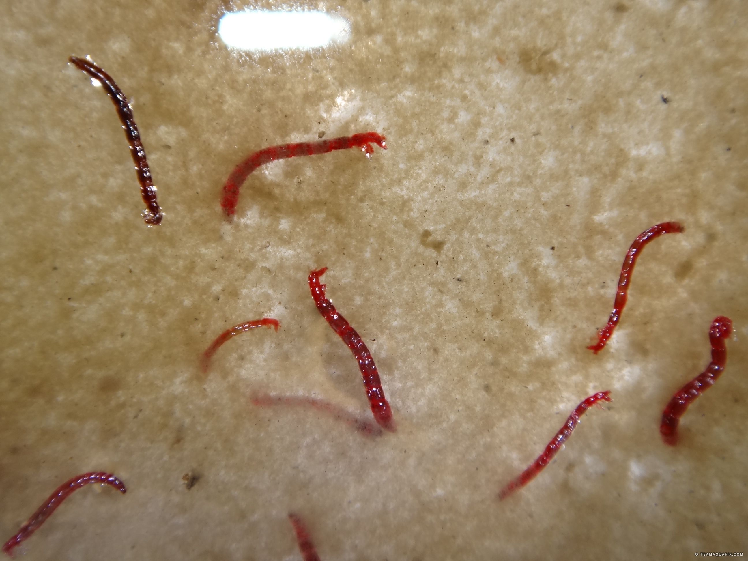 midge larvae in water