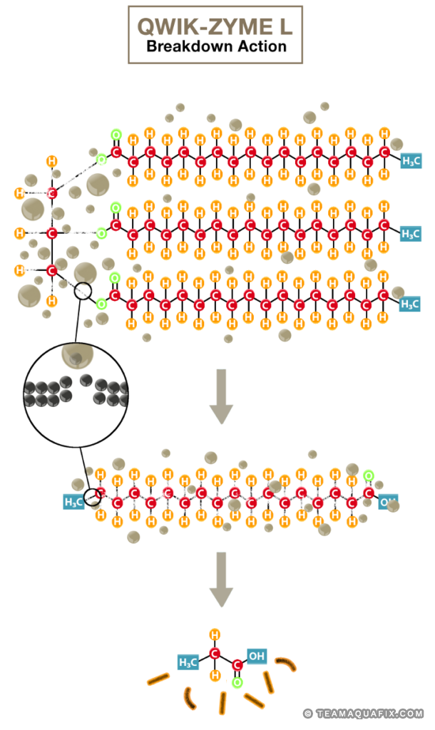 fatty-acid-degradation