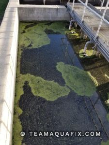 duckweed