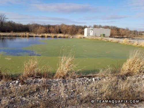 duckweed-lagoon