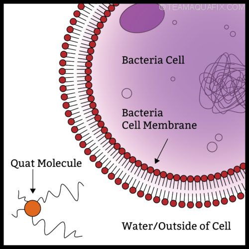 quat-biocide-action