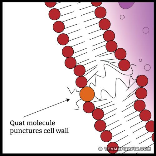 quat-biocide-puncture