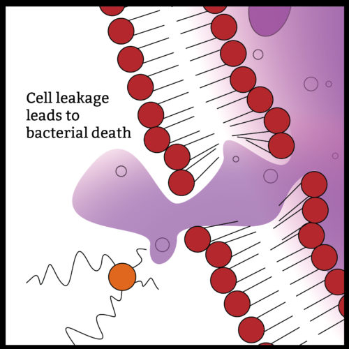 biocide-cell-leakage