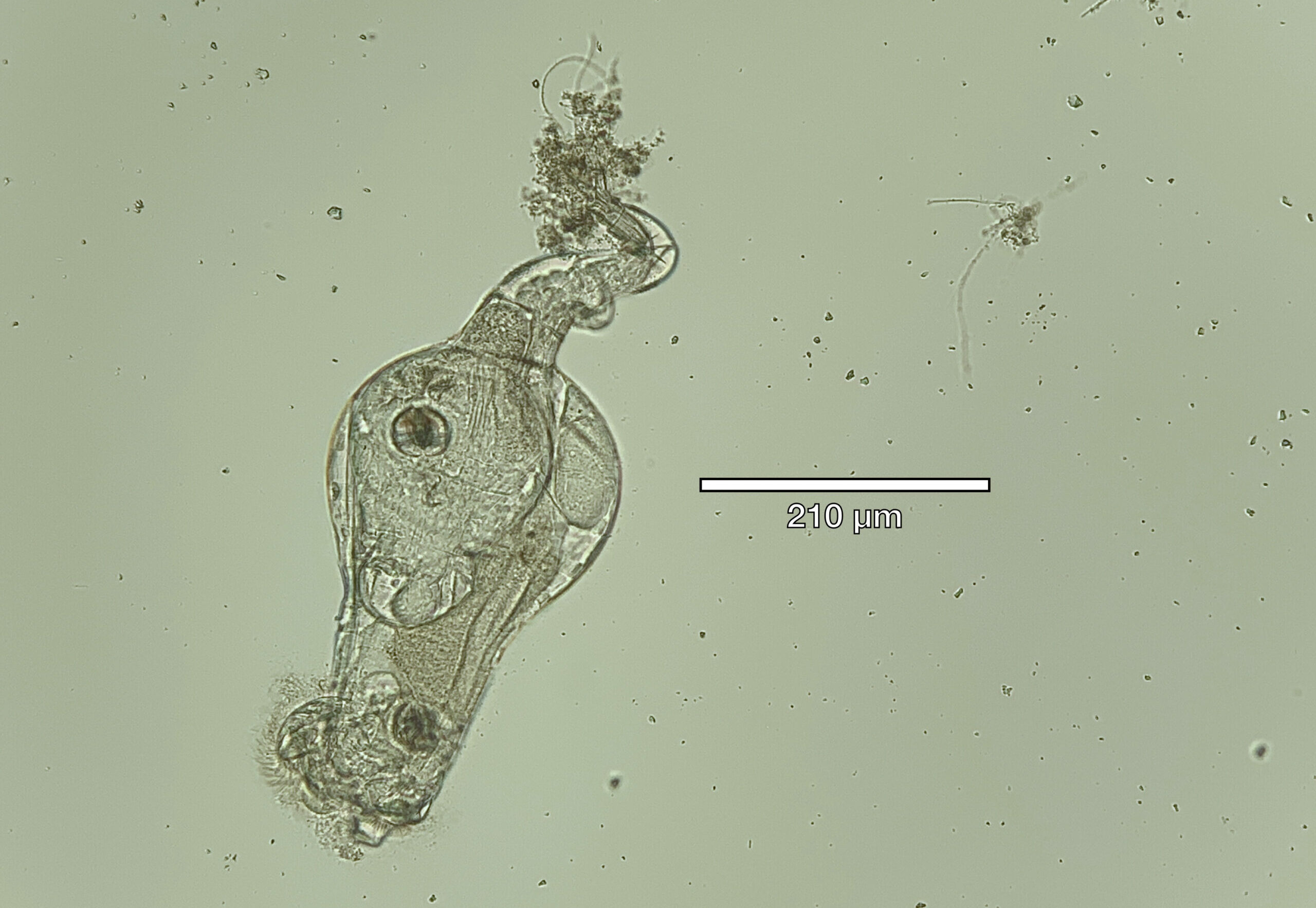 rotifers slide