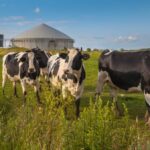 Ana-Zyme P: Impact on Anaerobic Digestion of Dairy Farm Manure