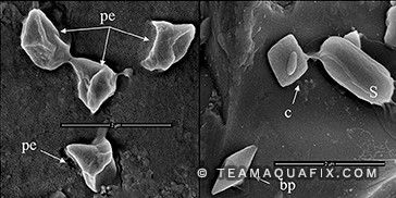 Microscopy image of Bti crystals used to treat red worms/midge flies