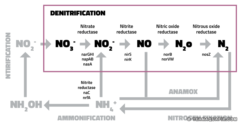 denitrification in wastewater treatment