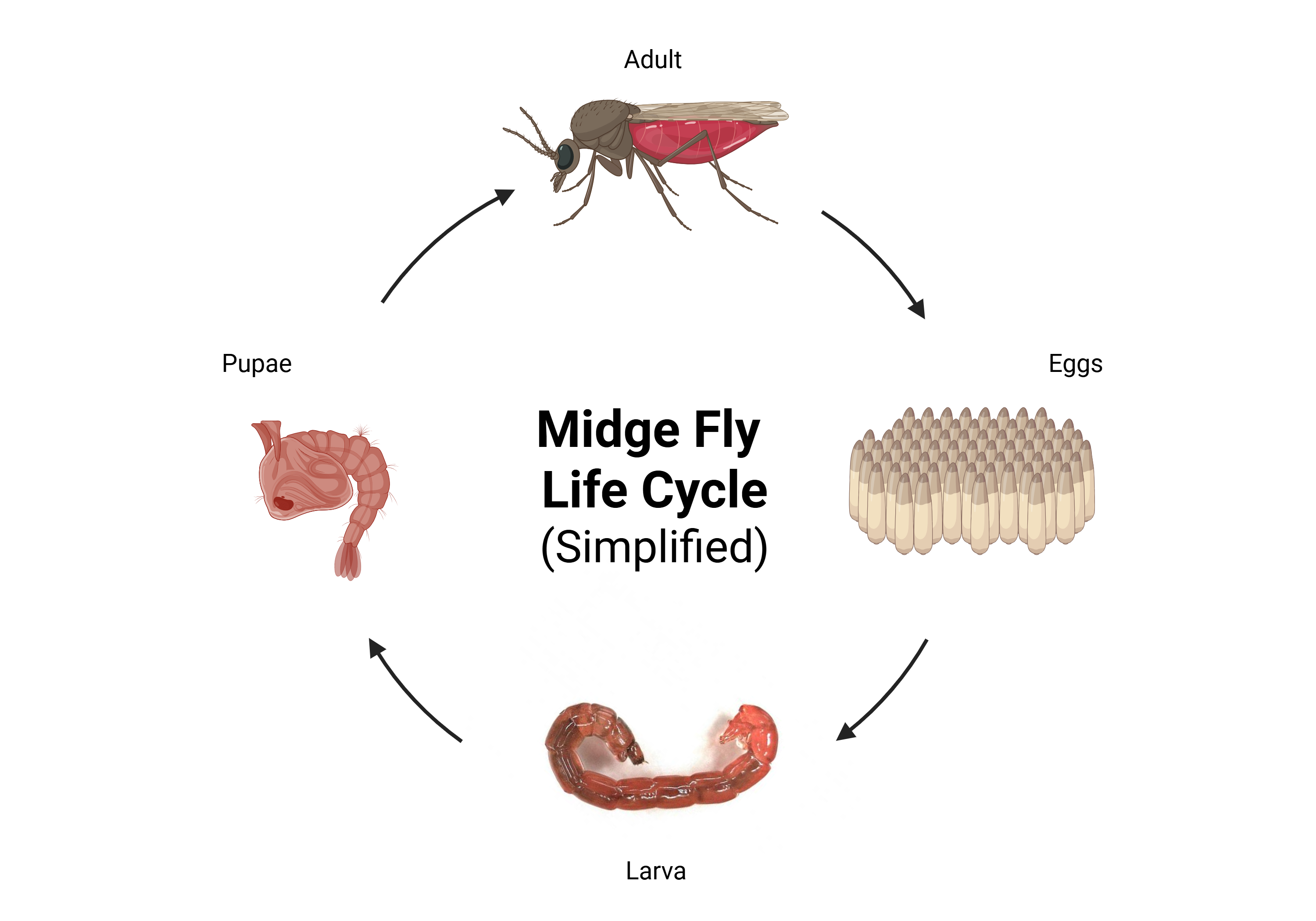 Midge Fly Life Cycle Floc control