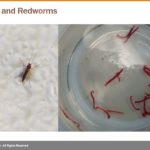 Webinar: Eliminating Redworms and Midge Flies in Wastewater