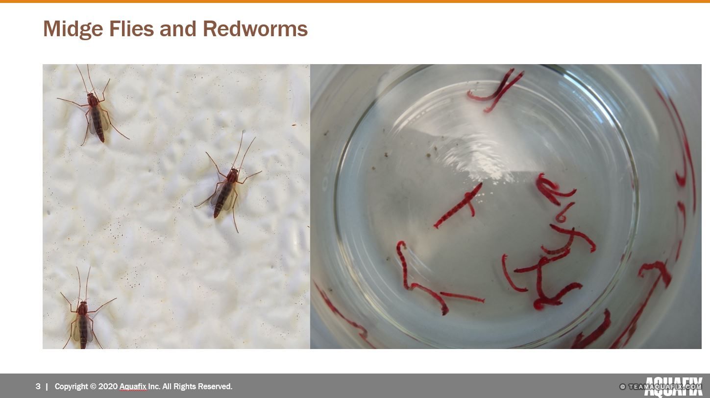Webinar: Eliminating Redworms and Midge Flies in Wastewater
