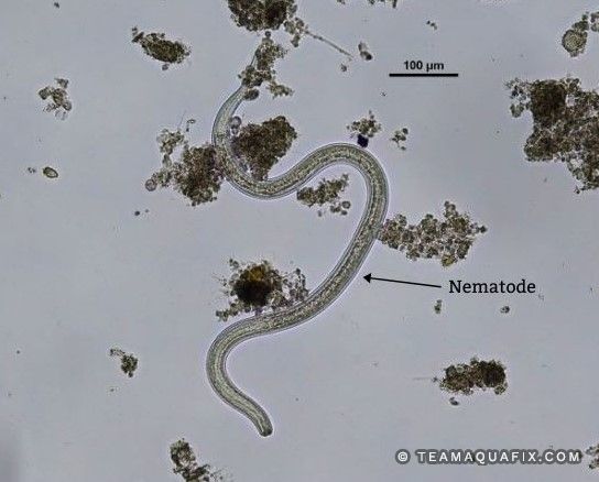 Nematodes