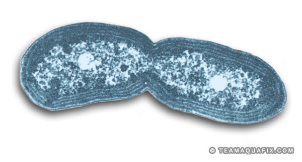 Restoring Nitrification in Wastewater