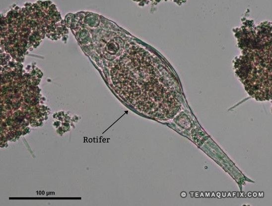 A Rotifer is a metazoan organism found in wastewater plants