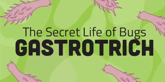 Secret Life of Bugs : Gastrotrich