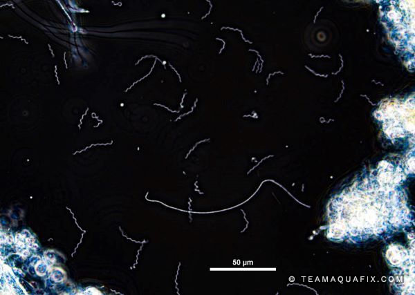 A Rotifer is a metazoan organism found in wastewater plants