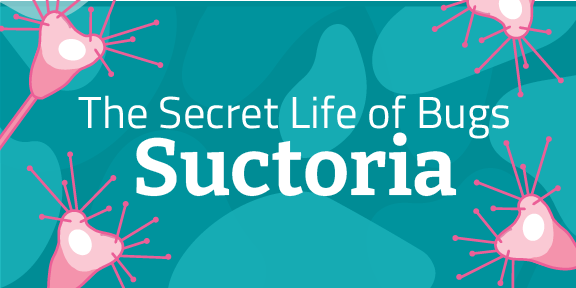 Secret Life of Bugs: Suctoria