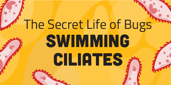 The Secret Life of Bugs: Swimming Ciliates