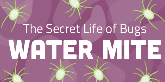 Secret Life of Bugs : Water Mites