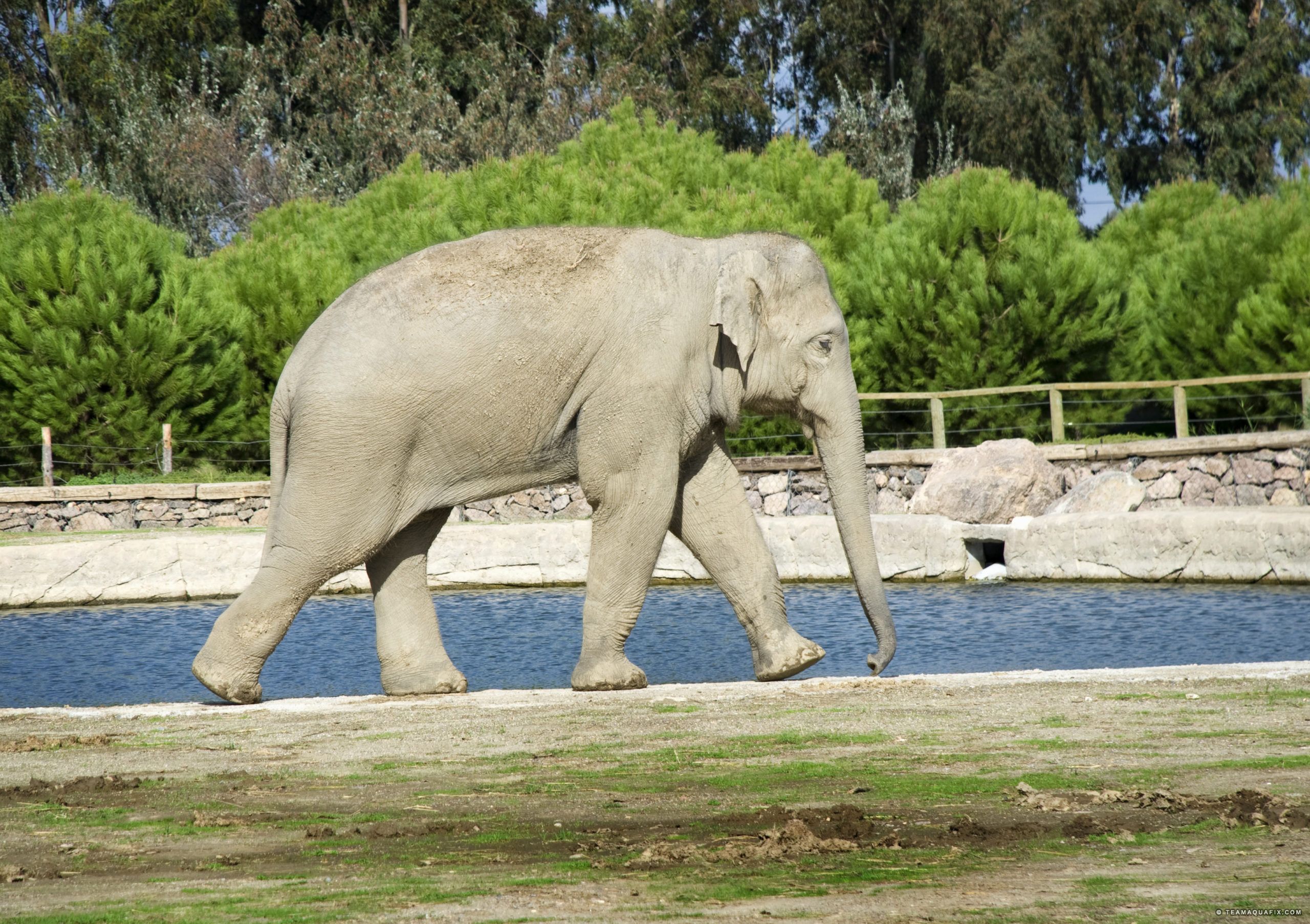 Sludge Reduction in Elephant Watering Hole – Unique Application