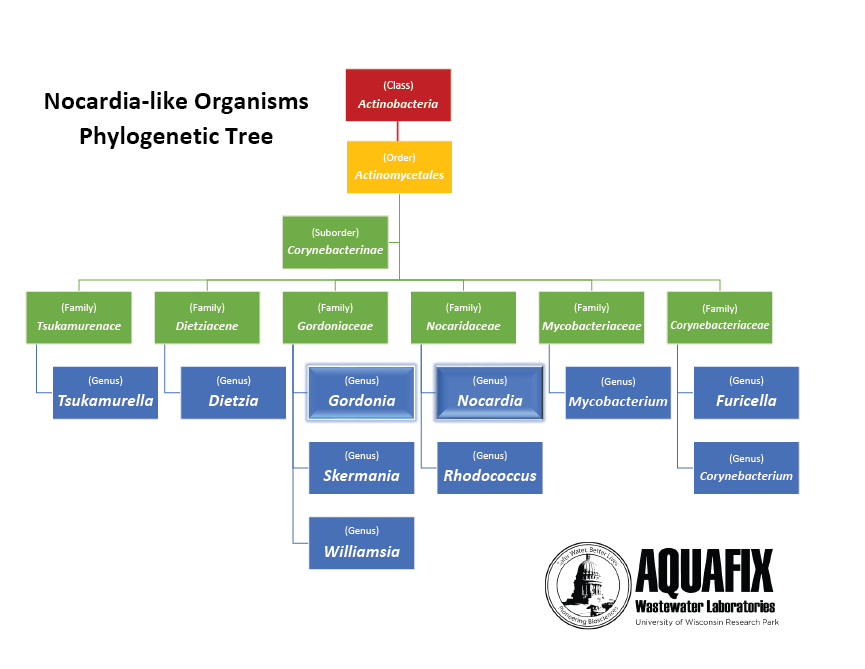 Nocardia like organisms phylogenetic tree