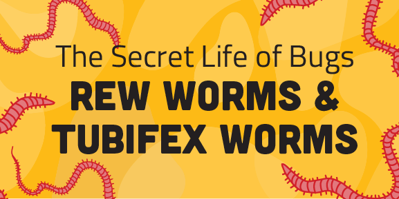 Secret Life of Bugs Red Worms vs Tubifex Worms