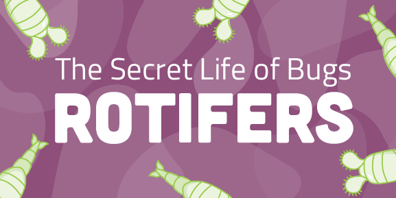 Secret Life of Bugs: Rotifers
